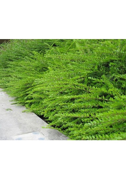 Bodur Hanımeli [lonicera Nitida] Fidanı Bodur Çit Bitkisi 1-2 Yaş Arası Saksılı fırsatları