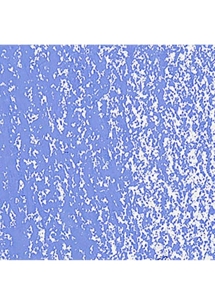 Neopastel Yumuşak Yağlı Pastel Sky Blue 141 fırsatları