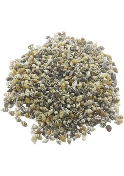 100 Adet Doğal Minik Deniz Kabukları, 1-1,5 Cm, Bej Renkli, Dekoratif ve Süsleyici