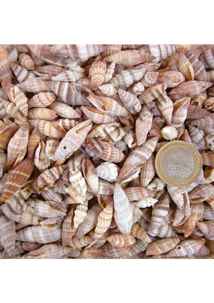 Yeşil Deniz Kabukları, 200 Gr, Doğal ve Şık Dekoratif Ürünler