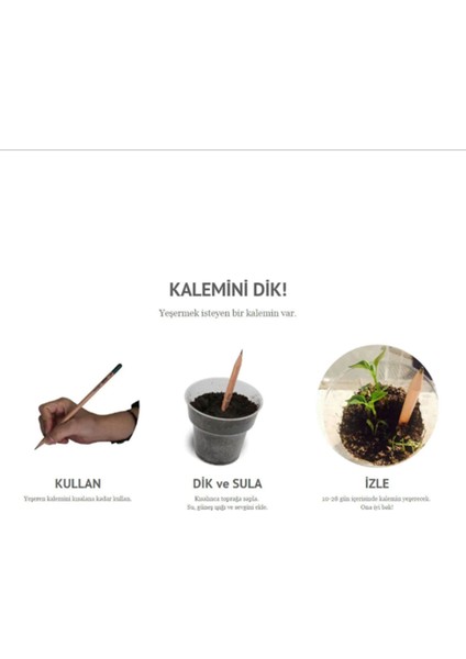 Tohumlu Yaşayan Kalem Yeşeren Kalem Tohumlu 12 Li fırsatları