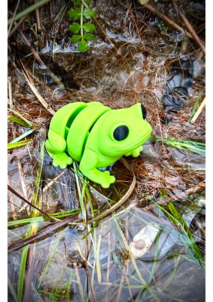 Oyuncak Kurbağa - Zıplamanın Neşesi! 🐸🌿 3D Hareketli Organik Model - Orta Boy