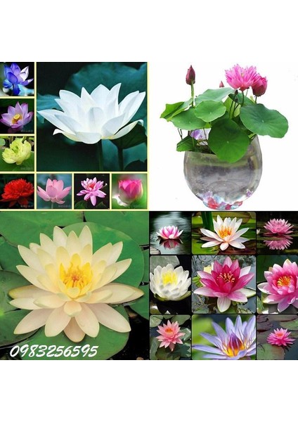 5 Adet Tohum Nadir Karışık Hint Lotus Çiçeği Tohumu Orjinal Taze Hasat Lotus Su Çiçeği Nilüfer