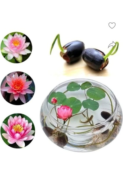 5 Adet Tohum Nadir Karışık Hint Lotus Çiçeği Tohumu Orjinal Taze Hasat Lotus Su Çiçeği Nilüfer modelleri