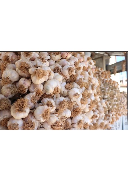 Meşhur Taşköprü Sarımsağı 2kg büyük boy