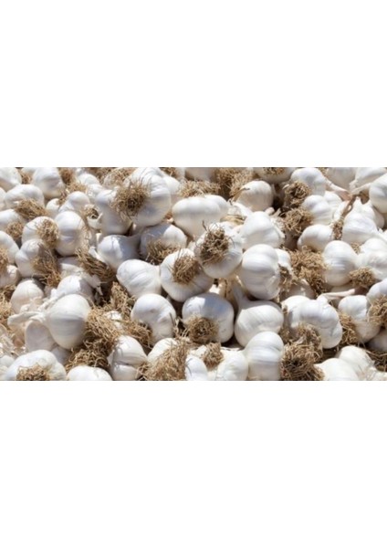 Meşhur Taşköprü Sarımsağı 2kg büyük boy fiyatları