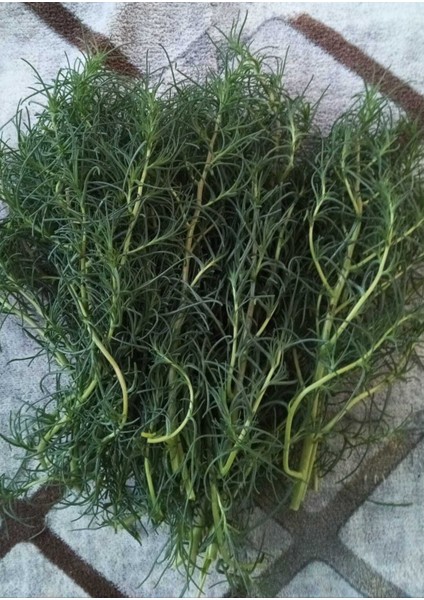 Deniz Fasulyesi Turşusu 5 lt Pet Kavanoz modelleri