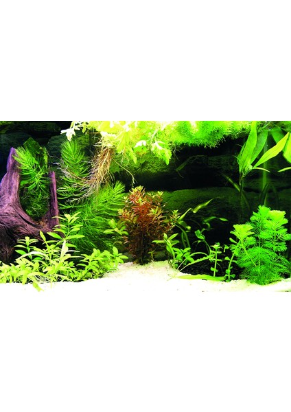KP8550036 Akvaryum Arka Fon Yapıştırma 85 x 50 cm