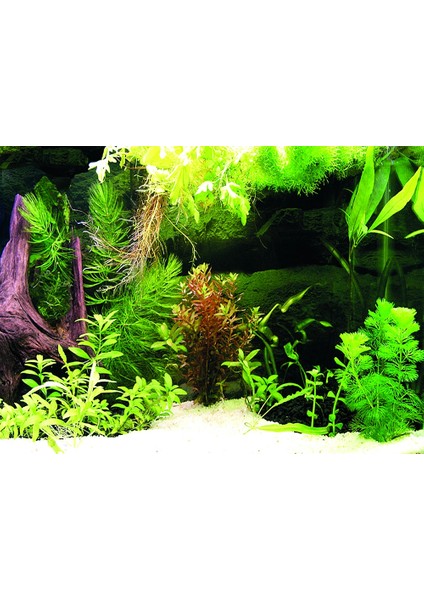 KP5540036 Akvaryum Arka Fon Yapıştırma 55 x 40 cm