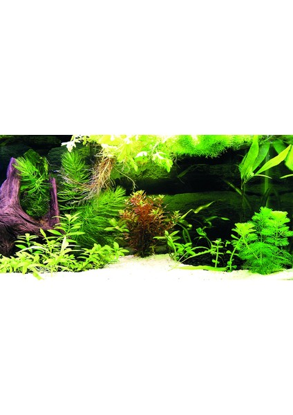 KP10552036 Akvaryum Arka Fon Yapıştırma 105 x 52 cm
