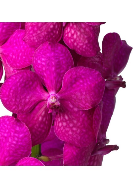 Vanda Tayanee 'cerise' (Vanda Orkide) fiyatları
