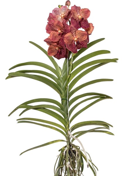 Vanda Sunanda 'Leopard Coral' (Vanda Orkide)