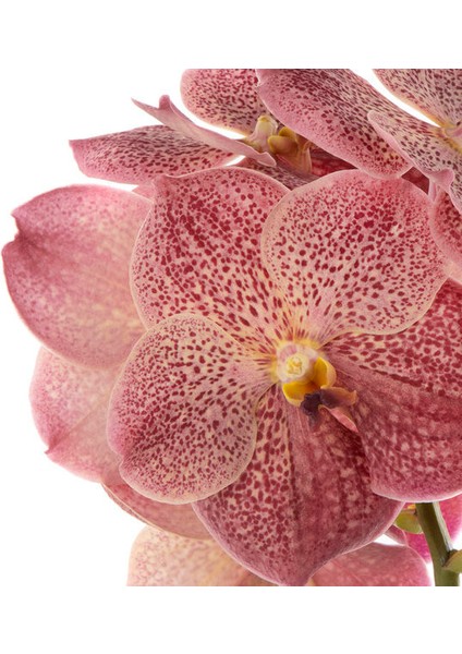 Vanda Sunanda 'Leopard Coral' (Vanda Orkide) fiyatları