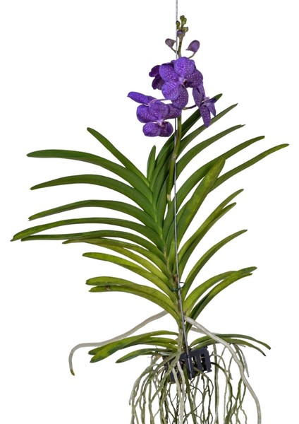 Vanda Tayanee 'blue' (Vanda Orkide)