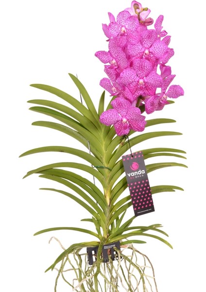 Vanda Nitaya 'rosy' (Vanda Orkide)