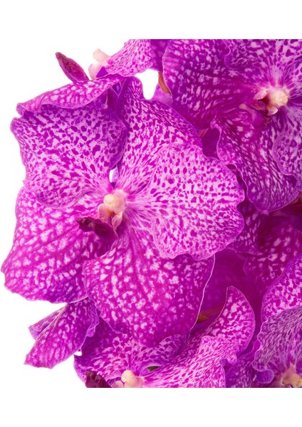 Vanda Nitaya 'rosy' (Vanda Orkide) fiyatları