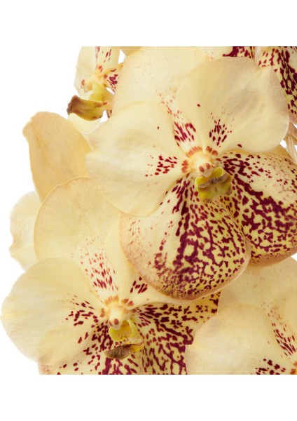 Vanda Sunanda 'yellow Henna' (Vanda Orkide) fiyatları