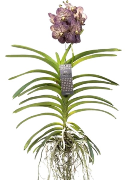Vanda Sunanda 'Chocolate Brown' (Vanda Orkide)