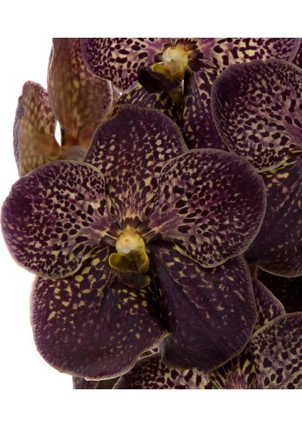 Vanda Sunanda 'Chocolate Brown' (Vanda Orkide) fiyatları