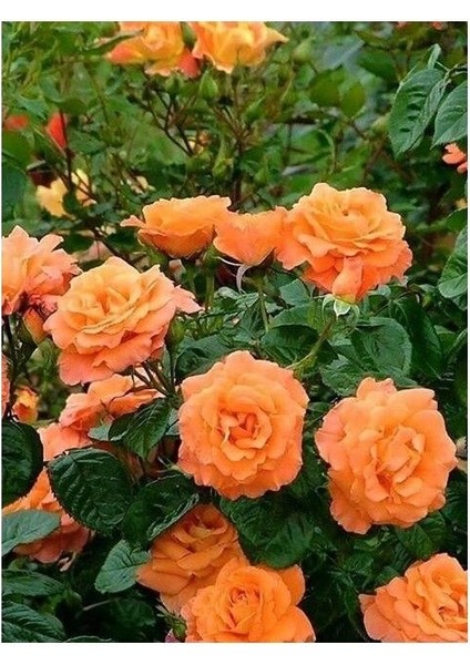 Yediveren Somon Kayısı Sarmaşık Gül Fidanı 15-25 cm