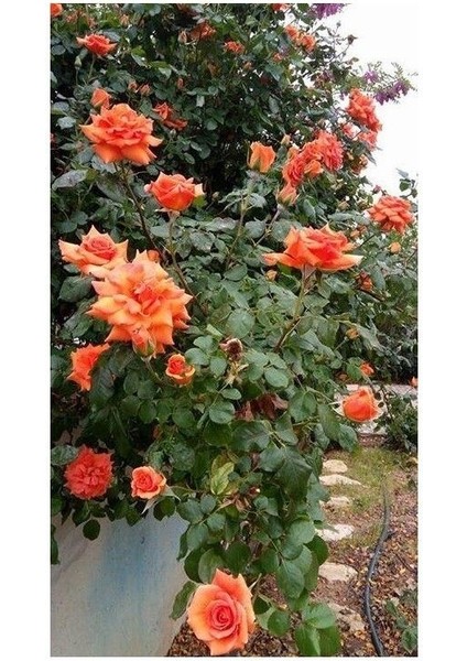 Yediveren Somon Kayısı Sarmaşık Gül Fidanı 15-25 cm fiyatları