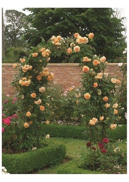 Yediveren Somon Kayısı Sarmaşık Gül Fidanı 15-25 cm modelleri