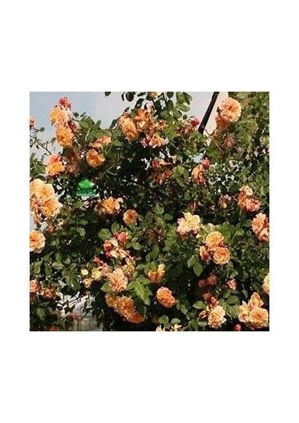 Yediveren Somon Kayısı Sarmaşık Gül Fidanı 15-25 cm fırsatları