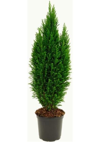Mavi Elwoodi Çamı 30-40 cm