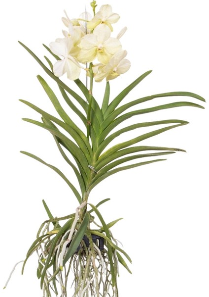 Vanda Tayanee 'White' (Vanda Orkide)