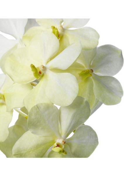 Vanda Tayanee 'White' (Vanda Orkide) fiyatları