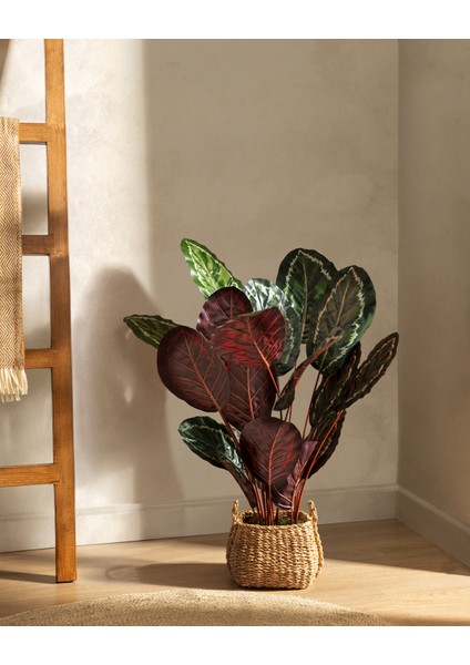 Nicola Saksılı Çiçek