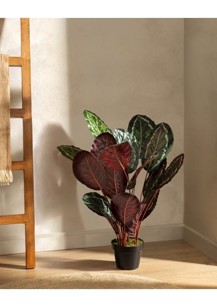 Nicola Saksılı Çiçek fiyatları