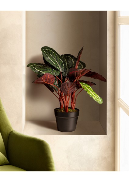 Nicola Saksılı Çiçek fiyatları