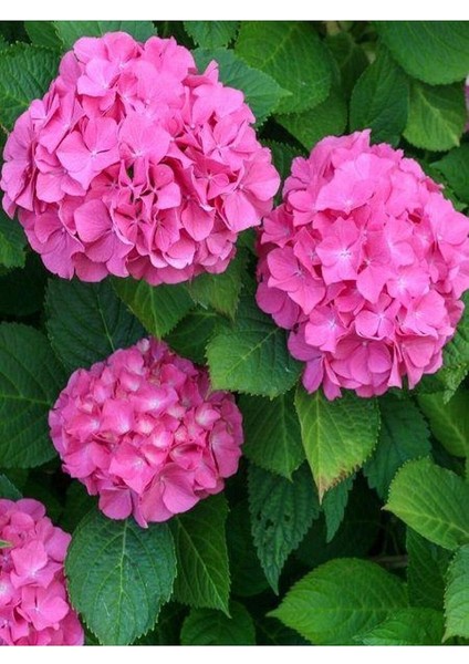 Thebestonline Pembe Ortanca Fidanı Fidesi 10 30 cm Hydrangea Macrophylla