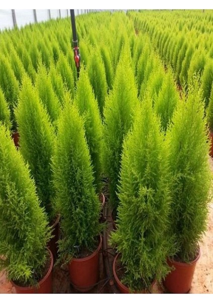 Thebestonline Limon Kokulu Limoni Servi Fidanı Saksılıtüplü 35-65CM (Limoni Servi Çam Ağacı)