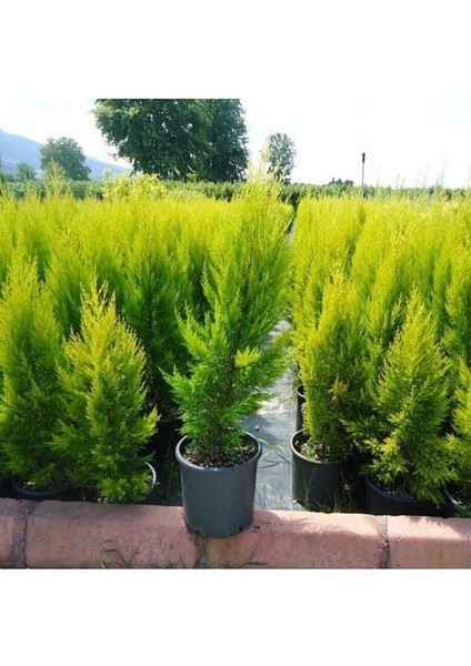 Thebestonline Limon Kokulu Limoni Servi Fidanı Saksılıtüplü 35-65CM (Limoni Servi Çam Ağacı) fiyatları