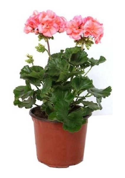 Thebestonline Canlı Saksılı Sardunya Çiçeği Fidanı Pembe 10-20 cm