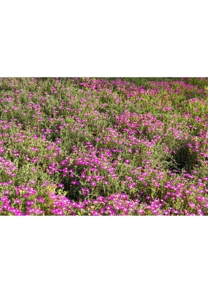 Thebestonline Acem Halısı - Askılı Saksıda Hediyelik fiyatları