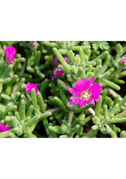 Thebestonline Acem Halısı - Askılı Saksıda Hediyelik modelleri