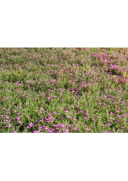 Thebestonline Acem Halısı - Askılı Saksıda Hediyelik fırsatları