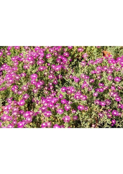 Thebestonline Acem Halısı - Askılı Saksıda Hediyelik indirimleri