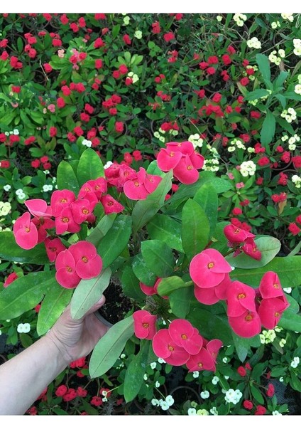 Thebestonline Dikenler Tacı Çiçekli Ithal Hollanda Milli (Pembe)