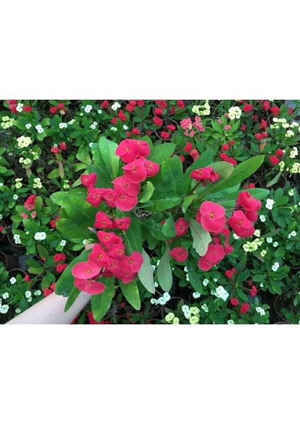 Thebestonline Dikenler Tacı Çiçekli Ithal Hollanda Milli (Pembe) fiyatları