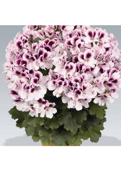 Thebestonline Hürrem Mor Beyaz Ceylan Gözü Sardunya Çiçeği Fidanı 10-20 cm fiyatları