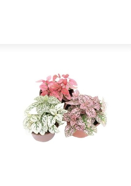 Thebestonline 3'lü Hipoestes Phyllostachya - Hostes Çiçeği Kırmızı Çilli Yaprak Çiçeği
