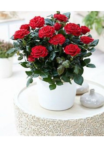 Thebestonline Canlı, Saksılı Dekoratif Kırmızı Bodur Gül (Salon Gülü)-Ofis,ev,içe Mekan