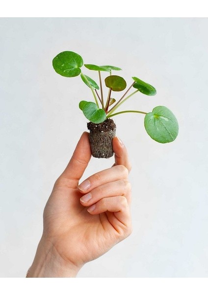 Thebestonline Mini Saksıda Pilea Peperomioides (Çin Para Ağacı)