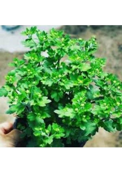 Thebestonline Turuncu Kasımpatı Krizantem Hüzün Çiçeği 5-10 cm Chrysanthemum fiyatları