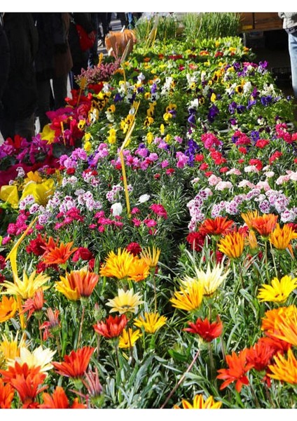 Thebestonline Karışık Renk 10 Adet Gazanya Koyun Gözü Çiçeği Fidanı 20-40CM Saksılı (Gazania) fiyatları