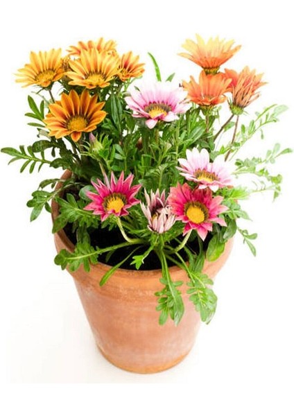 Thebestonline Karışık Renk 10 Adet Gazanya Koyun Gözü Çiçeği Fidanı 20-40CM Saksılı (Gazania) modelleri